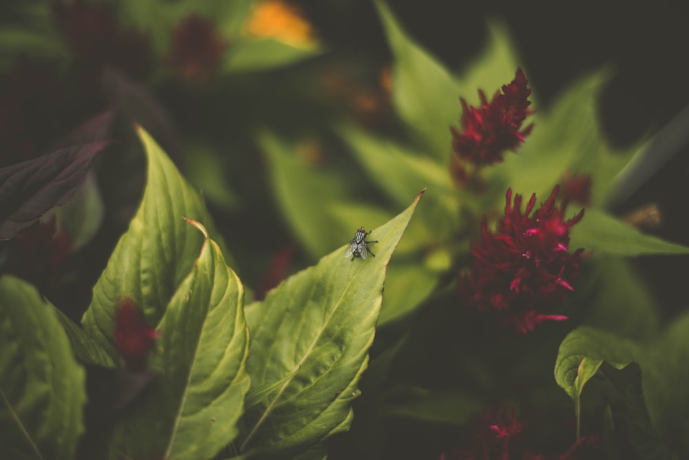 black winged insect perched on green leaf plant