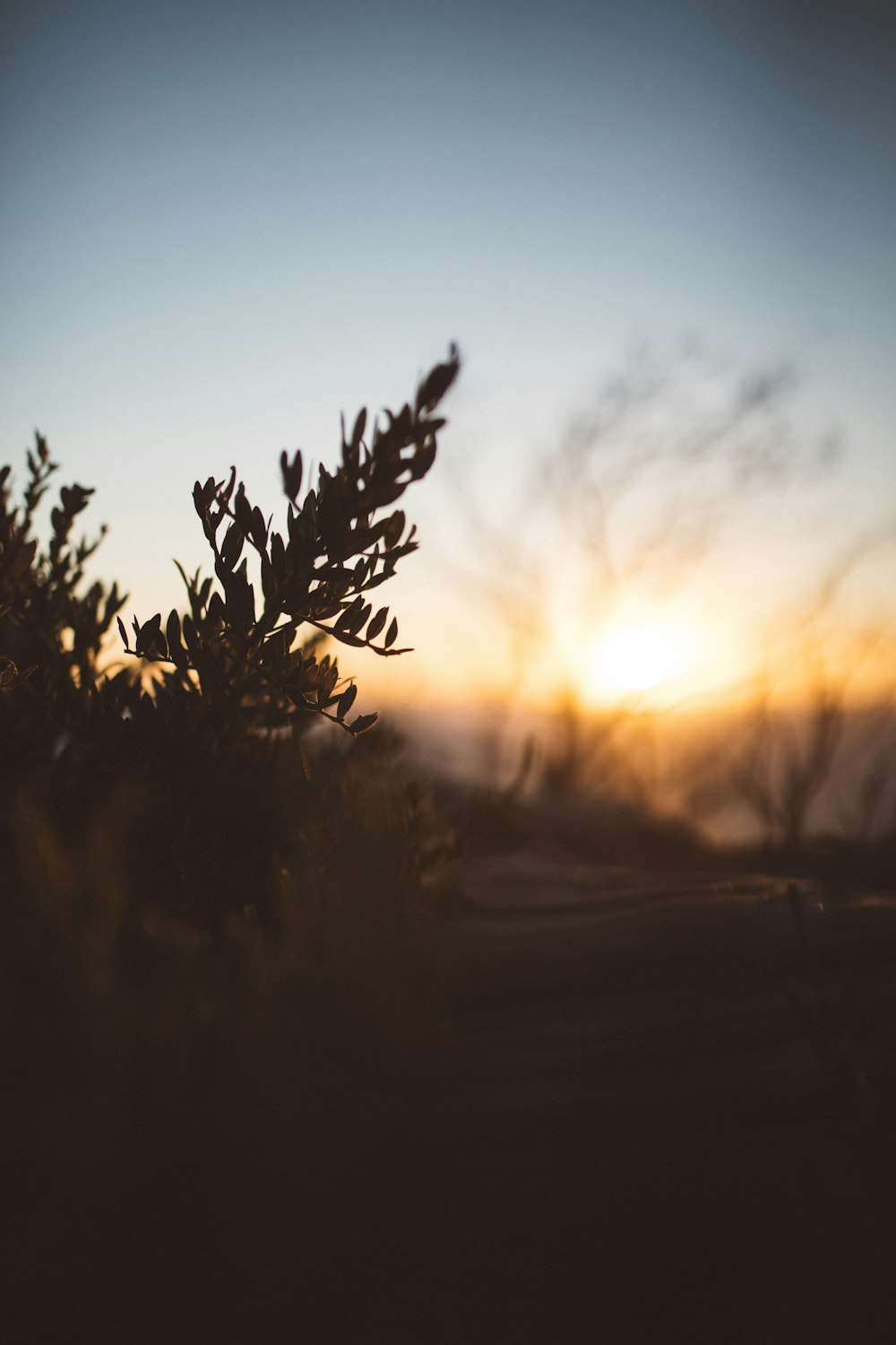 selective focus photography of green leaf plant