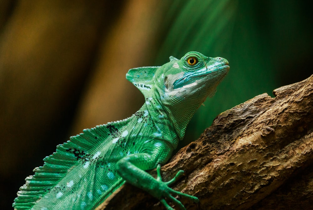 Leguan auf braunem Ast