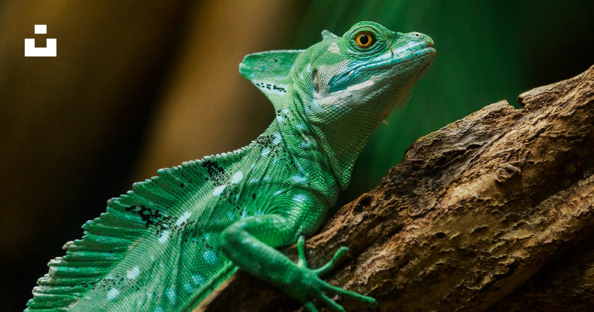 Foto zum Thema Iguana no galho marrom Kostenloses Bild zu Tier auf