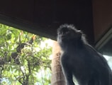A monkey with dark fur is perched near a window, staring intently in the same direction. In the background, lush green foliage and tree branches are visible, suggesting a natural outdoor setting. The lighting implies a sunny day, as there are bright spots filtering through the leaves.
