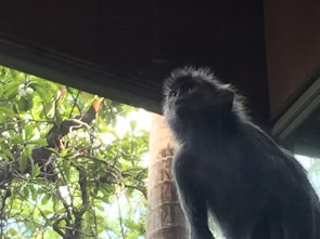 A monkey with dark fur is perched near a window, staring intently in the same direction. In the background, lush green foliage and tree branches are visible, suggesting a natural outdoor setting. The lighting implies a sunny day, as there are bright spots filtering through the leaves.
