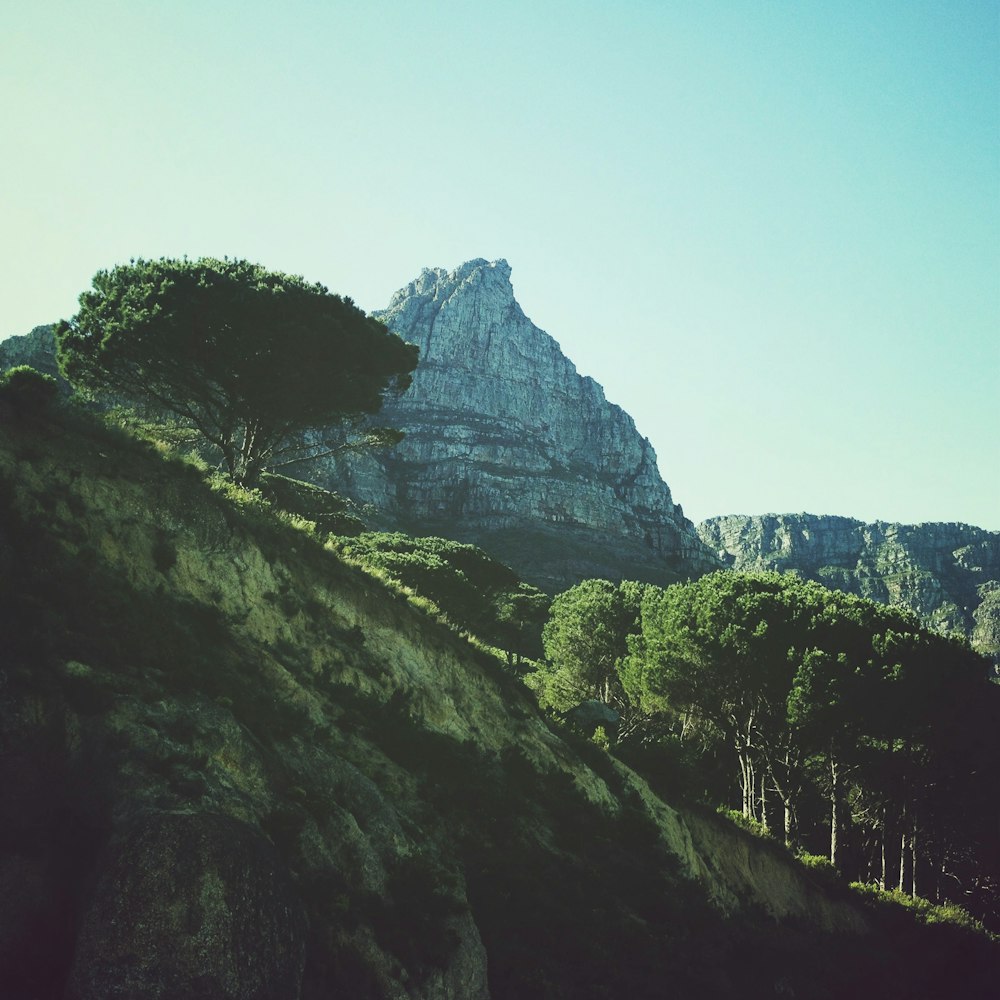 rock formation near trees