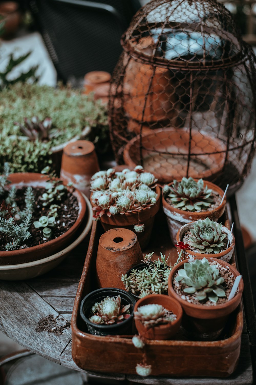 Enfoque fotográfico de plantas suculentas verdes en maceta