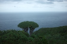 A lush green landscape featuring a distinctive dragon blood tree with an umbrella shape stands on a hillside overlooking a vast, calm ocean. The sky is overcast, adding a serene and tranquil atmosphere to the scene.