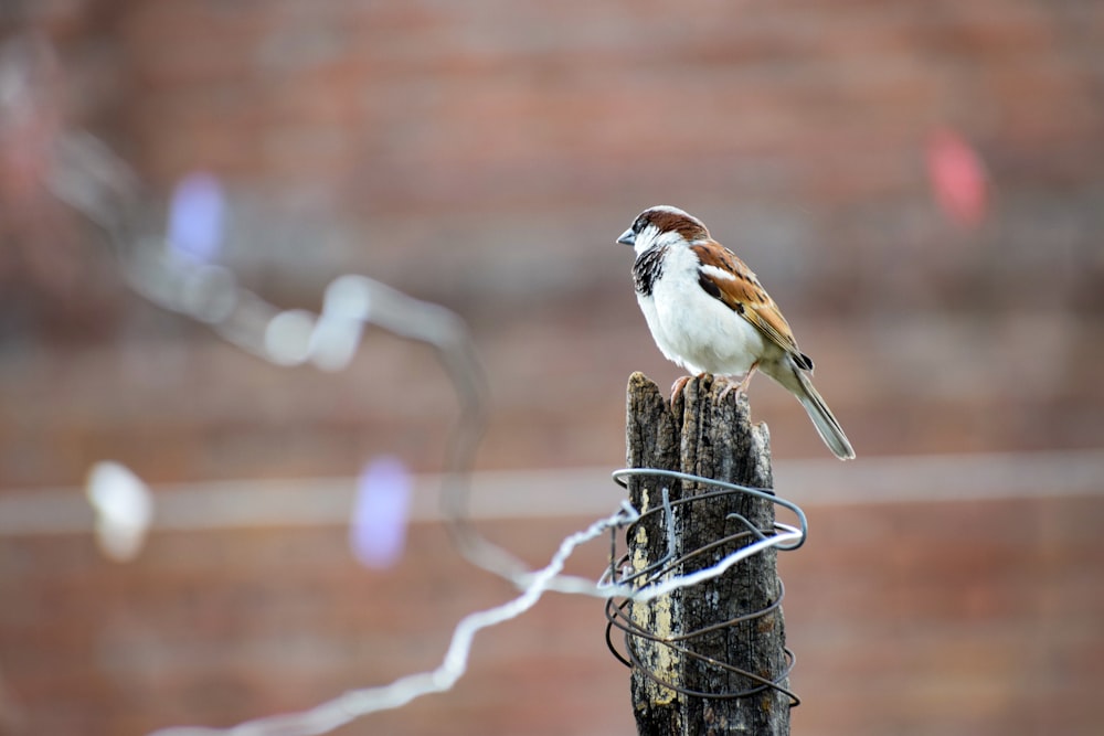 oiseau brun sur clôture en bois