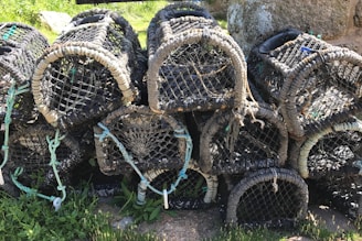 A small pile of used traps ready for disposal, emphasizing the eco-friendly, throw-away design.