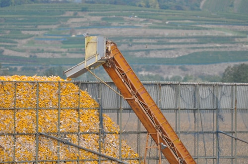 A large pile of yellow corn cobs is contained within a metal structure. An inclined conveyor belt is positioned to transport the corn. In the background, terraced fields stretch across a hillside.