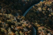 A winding mountain road with a shuttle van driving through golden autumn foliage.