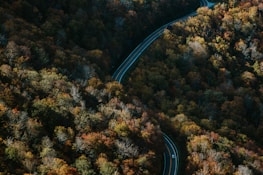 A winding mountain road with a shuttle van driving through golden autumn foliage.