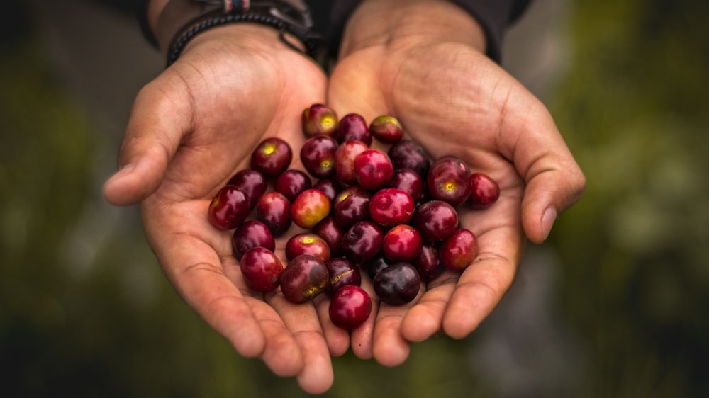 person holding red round fruits