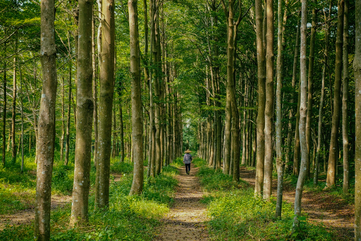 Person auf einem Weg durch einen grünen Wald