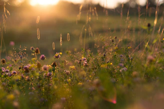 A vibrant wildflower meadow buzzing with bees and butterflies under a soft golden sunset.