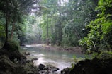 A serene river flowing through a dense jungle, surrounded by rich vegetation.