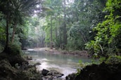 A serene riverbank surrounded by vibrant rainforest.