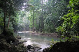 A serene riverbank surrounded by vibrant rainforest.