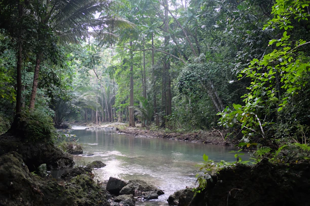A tranquil river flowing through the vibrant jungle near the lodge.