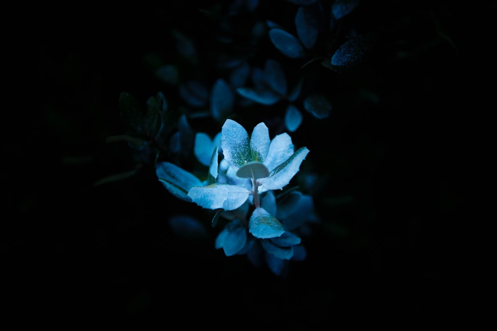 flor de pétala branca
