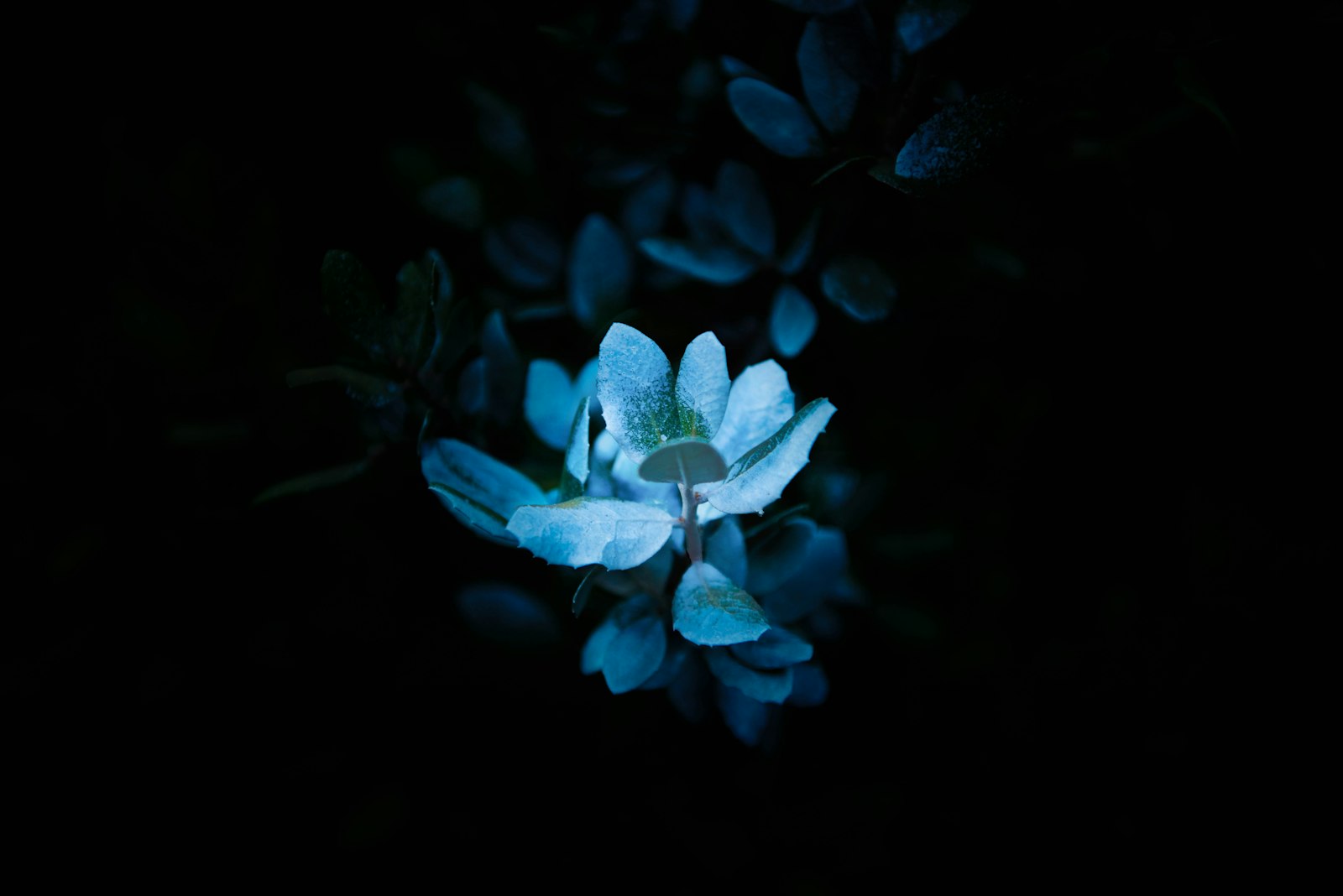 Nikon AF-S Nikkor 24-70mm F2.8E ED VR sample photo. White petal flower photography