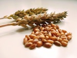 Two stalks of wheat lie beside a pile of wheat grains on a smooth, light-colored surface. The ears of wheat are detailed, showing the intricate structure of the seeds encased in their husks.