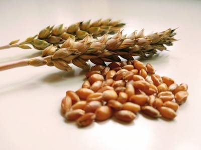 Two stalks of wheat lie beside a pile of wheat grains on a smooth, light-colored surface. The ears of wheat are detailed, showing the intricate structure of the seeds encased in their husks.