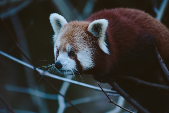 red panda on tree branch in Taronga Zoo Australia