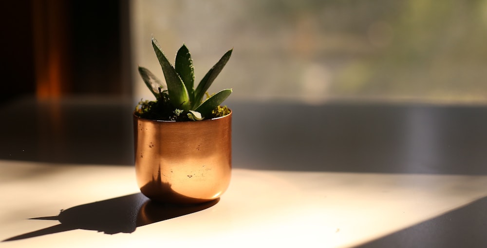 selective photography of leafed plant