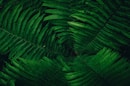 green leaves