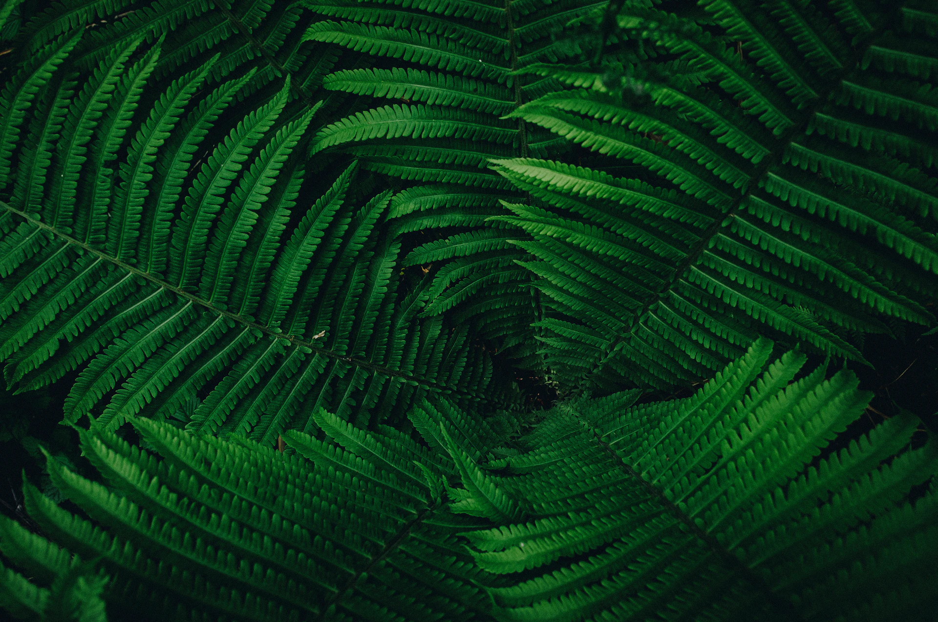 Deep green fern fronds