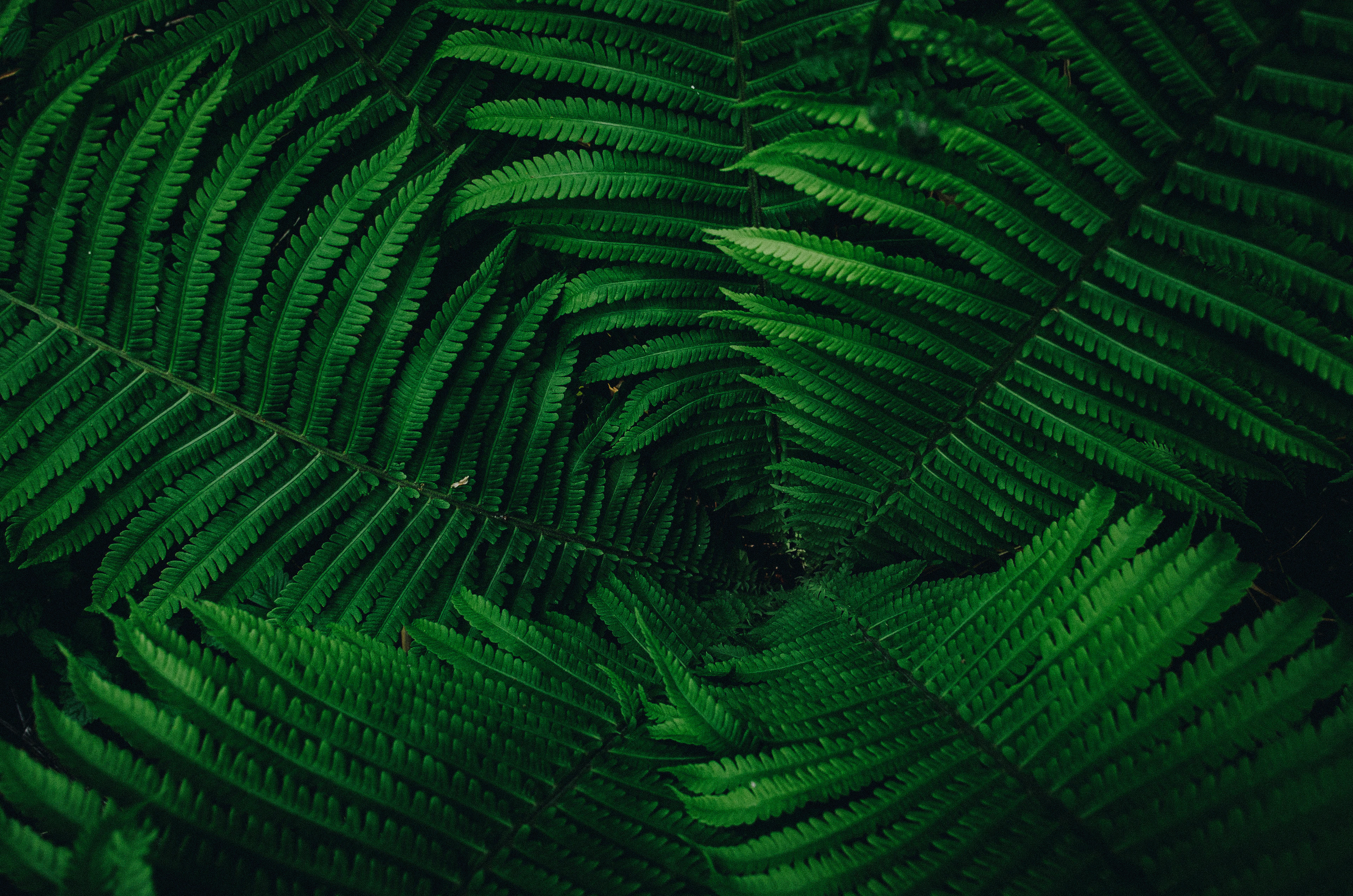 Deep green fern fronds