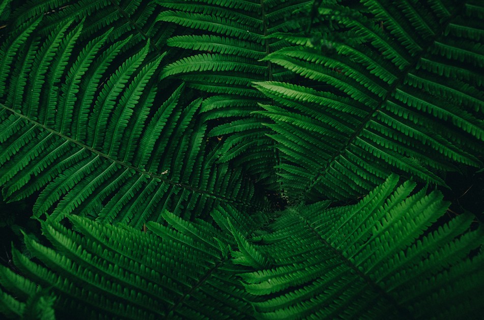 Biodiversity Crisis: The Sixth Extinction