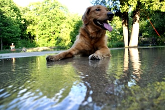 A golden retriever is lying on the ground next to a shallow body of water with its tongue out. The background includes lush green trees and a clear sky. The dog's reflection is visible in the water, creating a serene and playful ambiance.