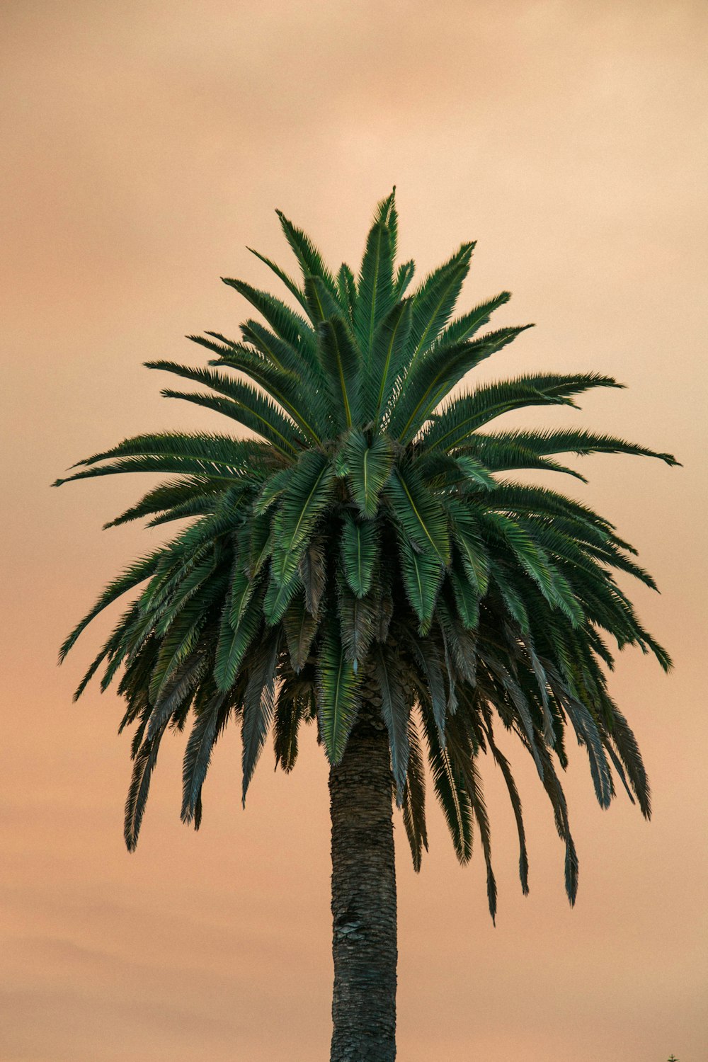 green palm tree