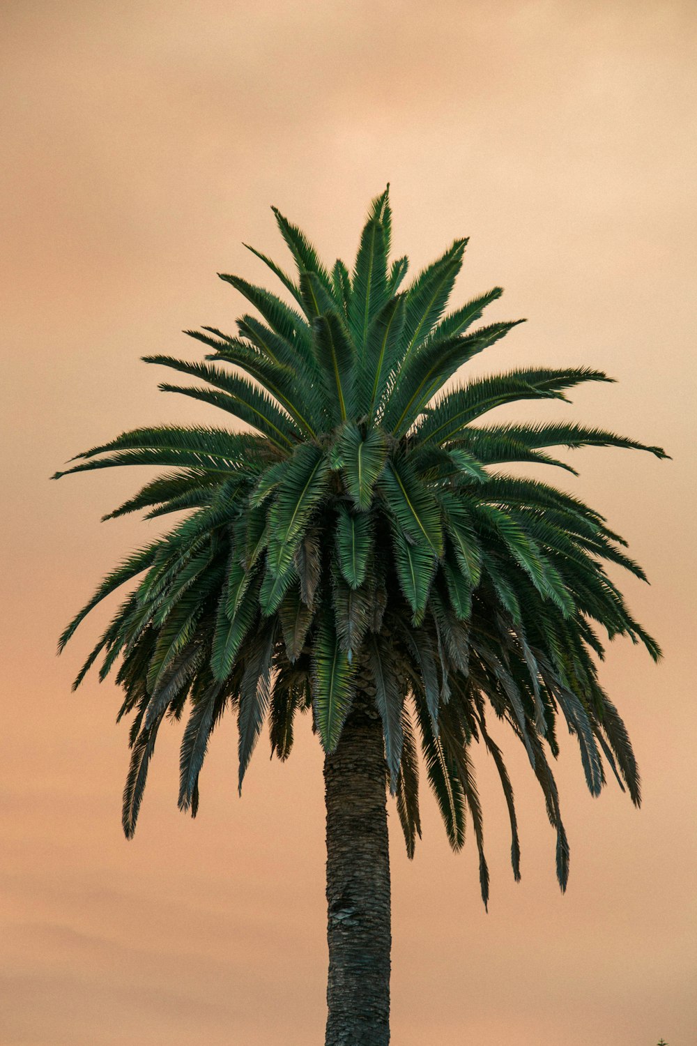 grüne Palme