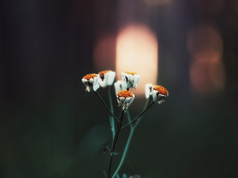 selective focus photo of orange-and-white-petaled flowers