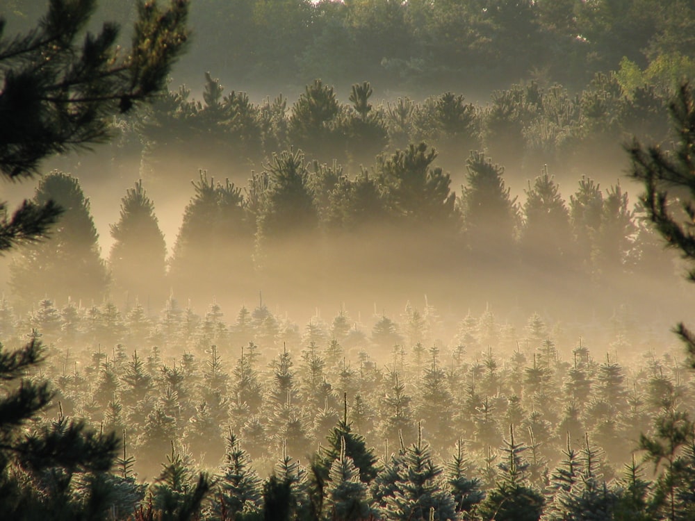 forest covered by fog