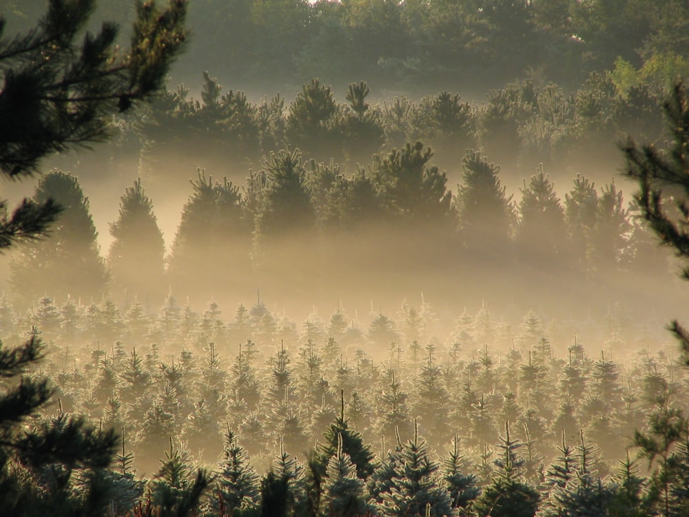 foresta coperta dalla nebbia