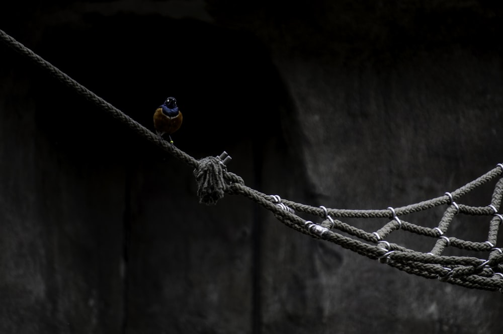 pájaro marrón y azul posado en la hamaca