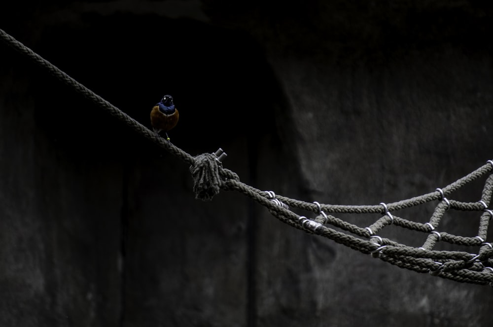 oiseau brun et bleu perché sur hamac