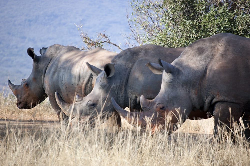três rinocerontes comendo grama