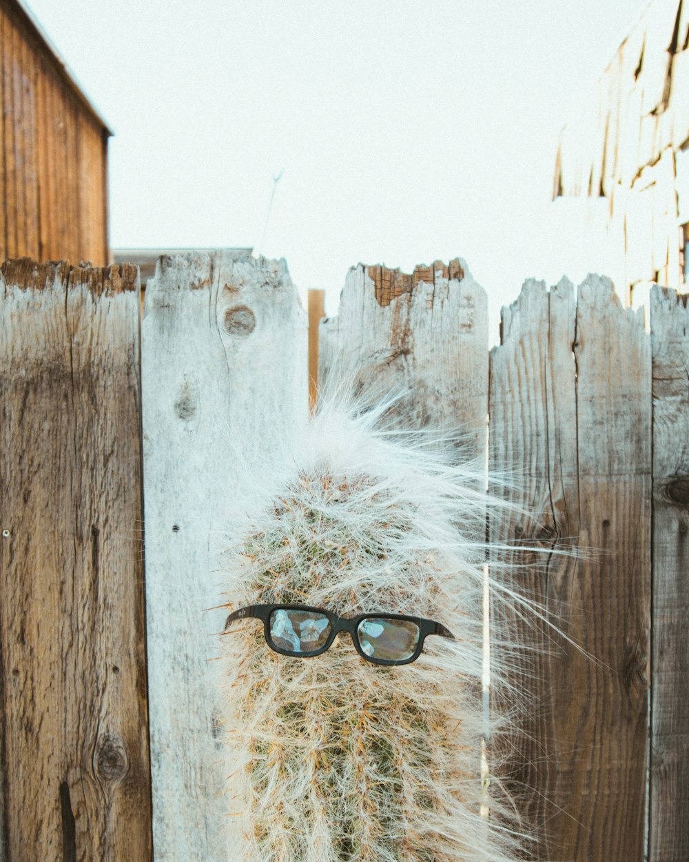 a cactus wearing glasses is standing in front of a wooden fence