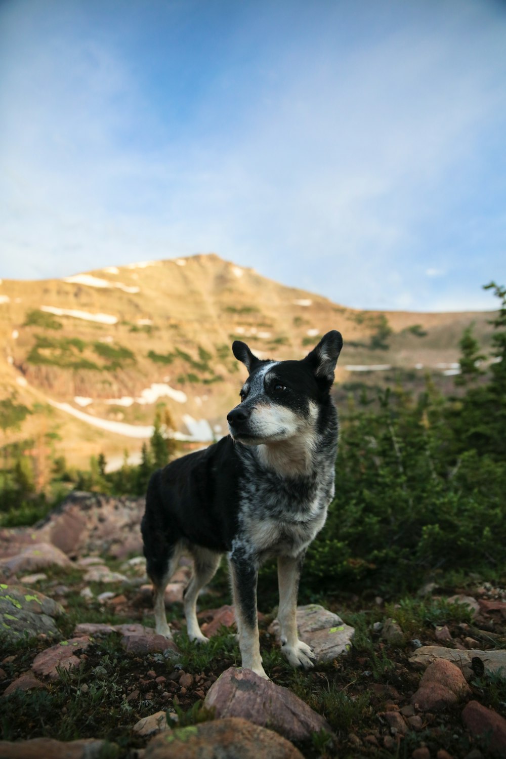 dog on mountain range near trees