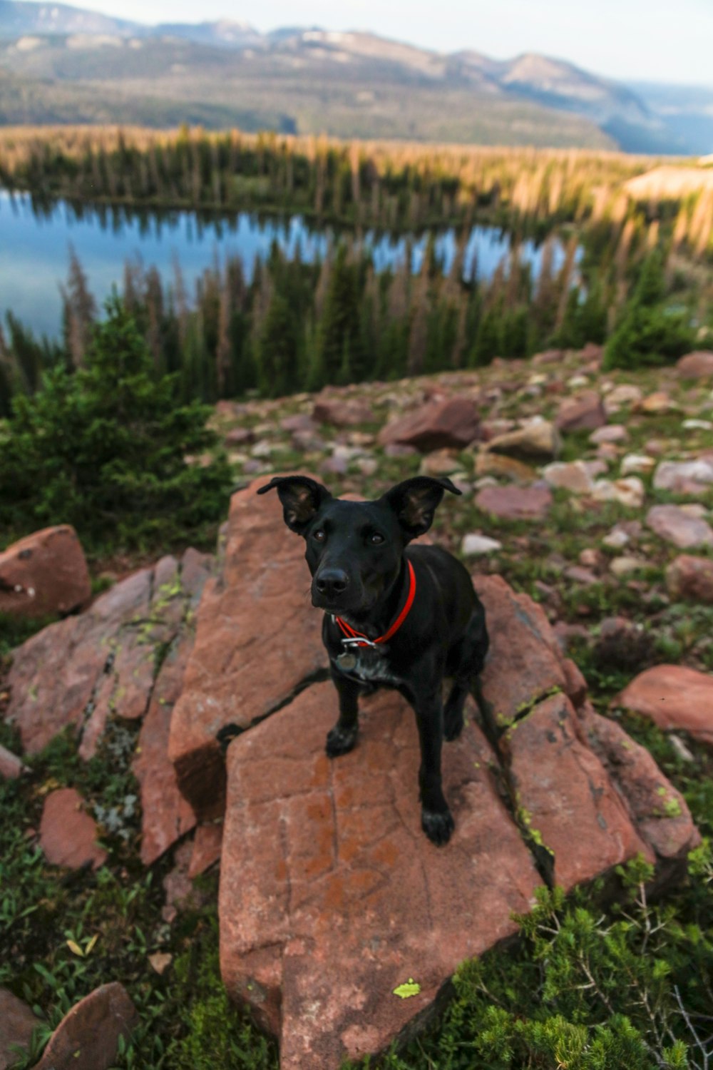 black short coat medium dog on brown rock near body of water during daytime