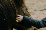 A hand gently strokes the mane and side of a brown horse, highlighting an intimate moment between human and animal. The horse's eye and long mane are prominent, with a background of blurred grass.