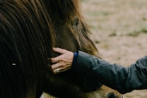A hand gently strokes the mane and side of a brown horse, highlighting an intimate moment between human and animal. The horse's eye and long mane are prominent, with a background of blurred grass.