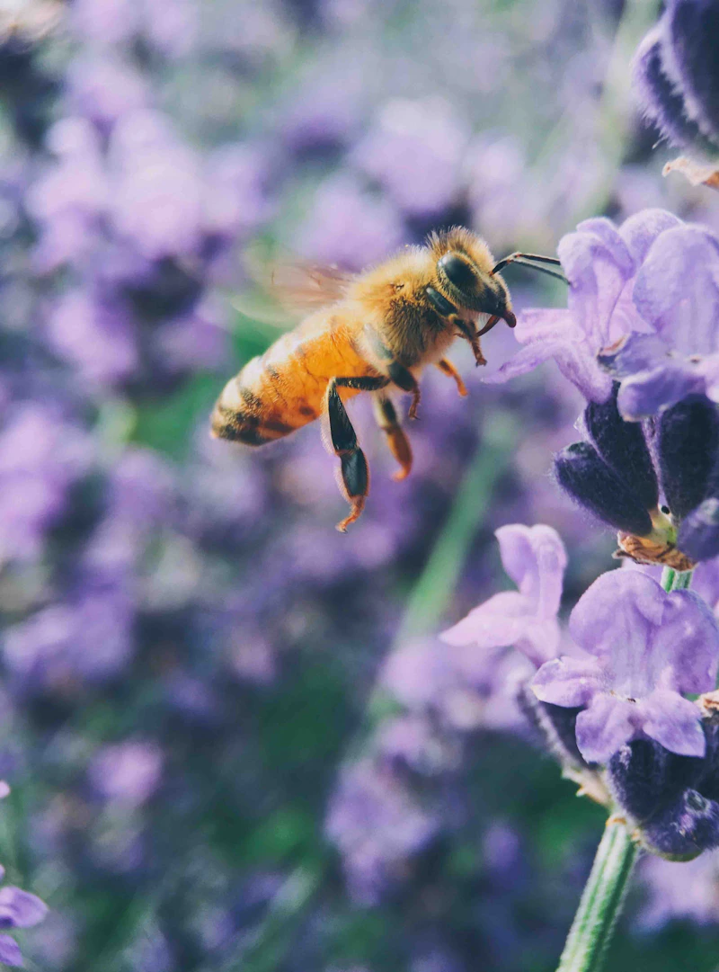 Bee in flight near a wildflower
