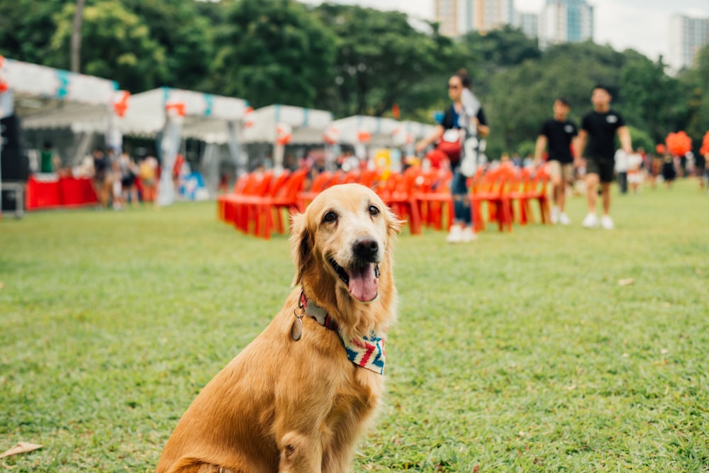 short-coated brown dog sitting on green grass field