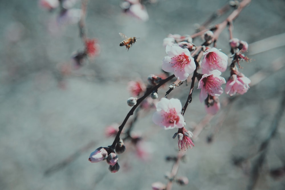 flores de cerezo blancas y rosadas