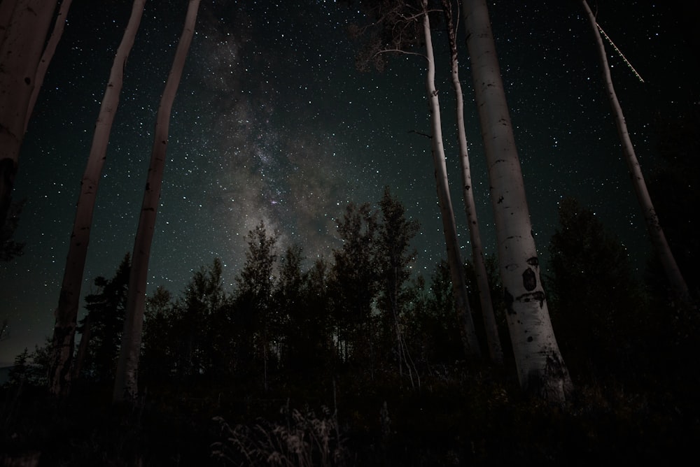 Blick des Mannes auf Waldbäume in der Nacht