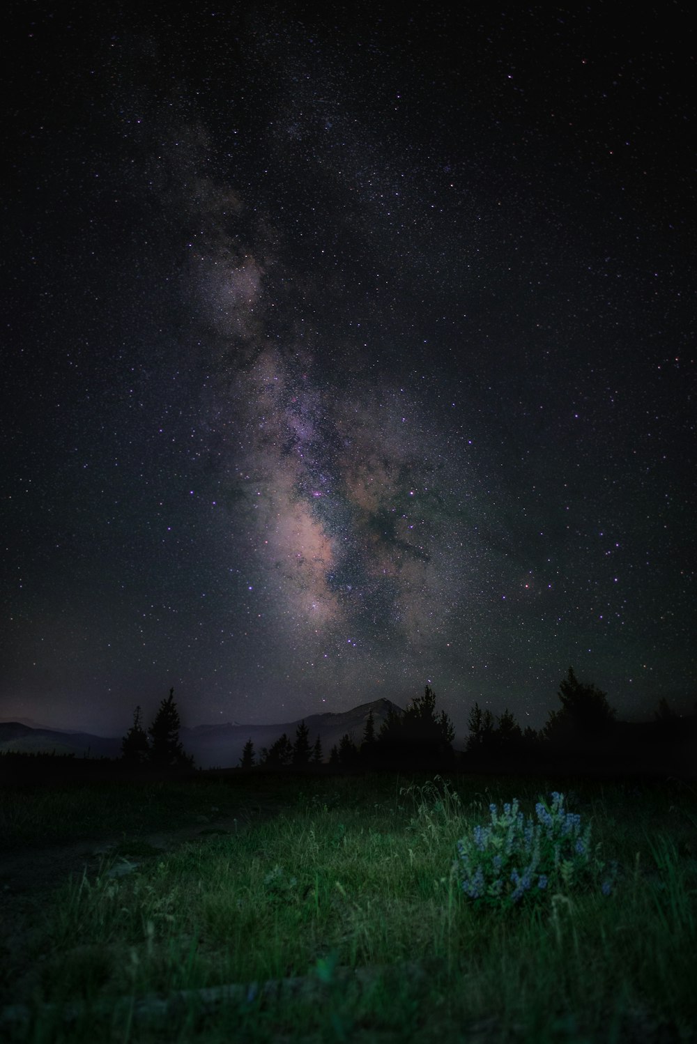 un campo con hierba y árboles bajo un cielo nocturno lleno de estrellas